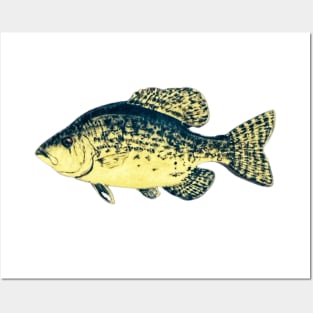 Crappie fish Posters and Art